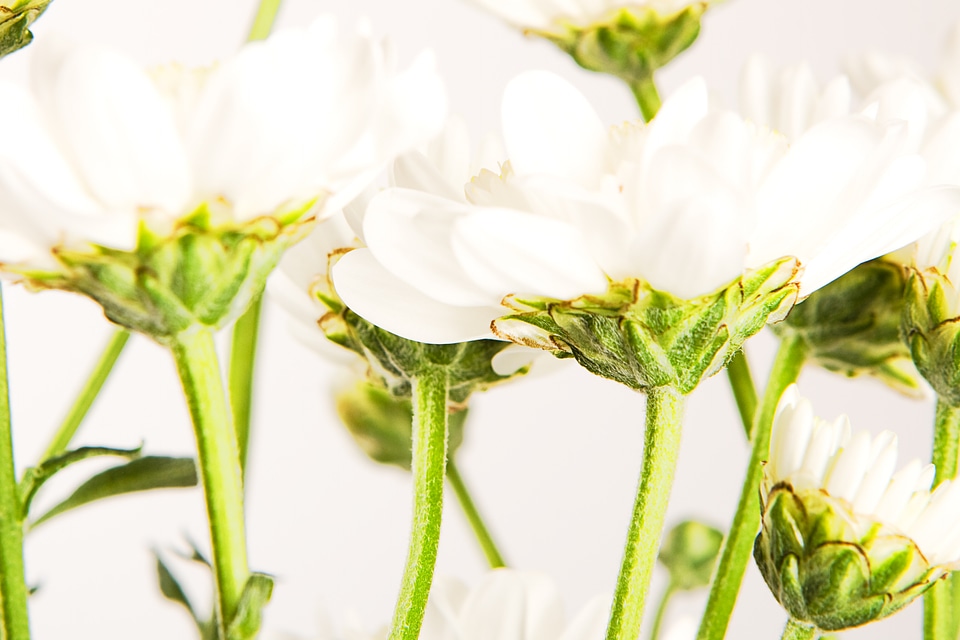 White Spring Flowers