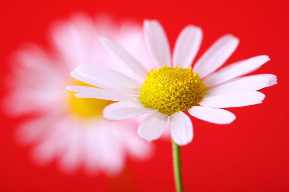 White Flowers on Red Background