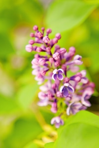 Purple flower details