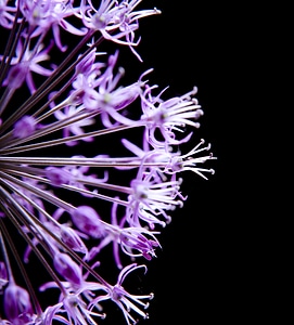 Purple flower close up
