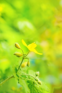 Yellow flower on green
