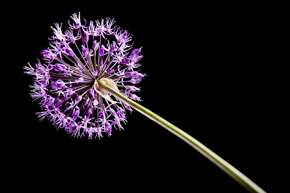 Purple Flower on Black