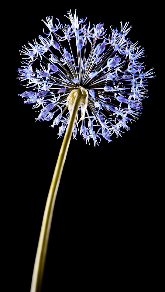Blue flower close up