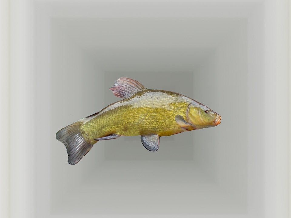 Freshwater fish fishing exhibition