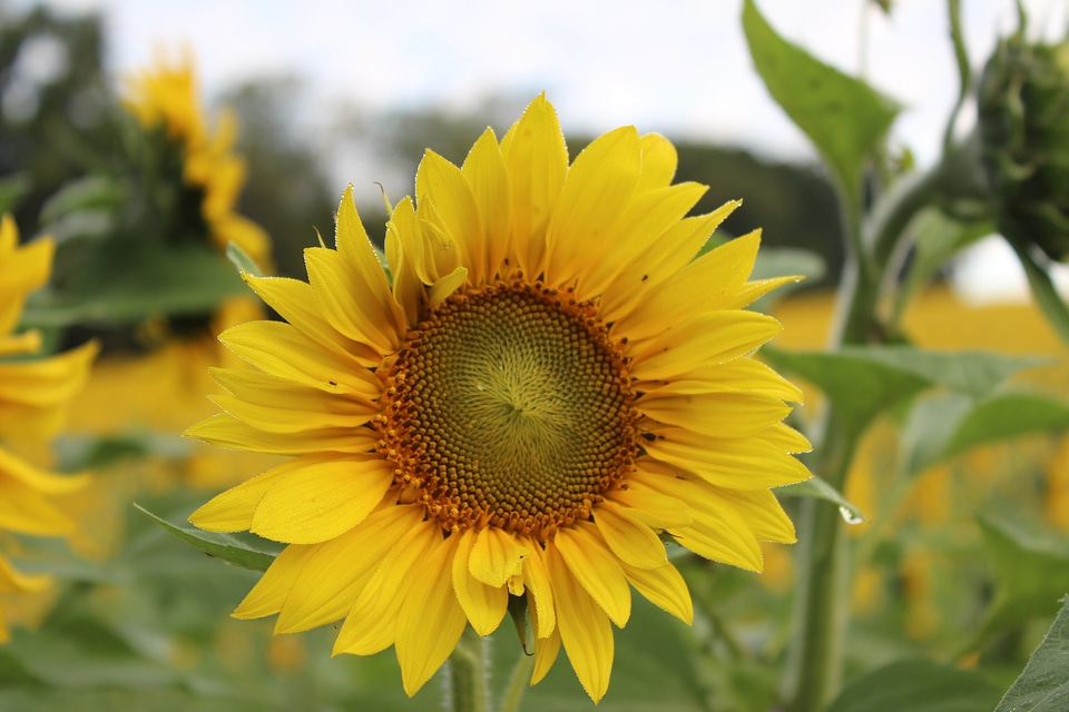 Yellow field beautiful