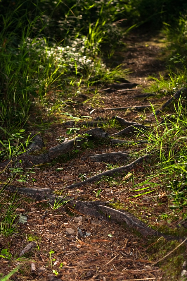 Scene of nature
