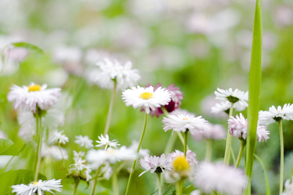 flowers