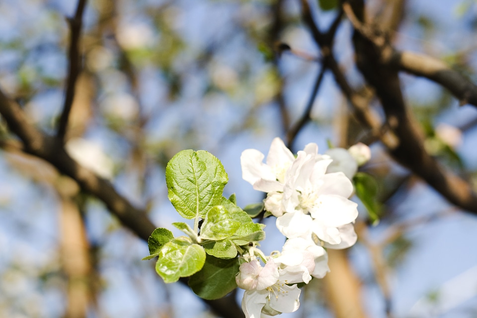 flower photo