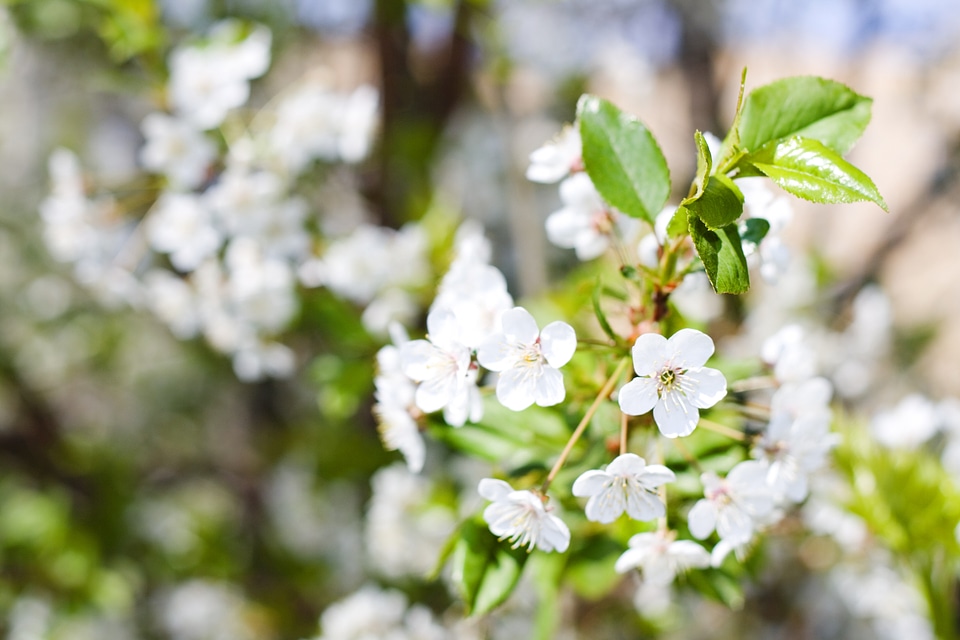 flowers