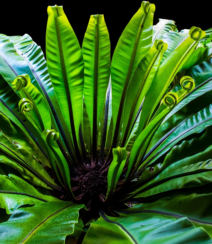 Fern leaf fern green