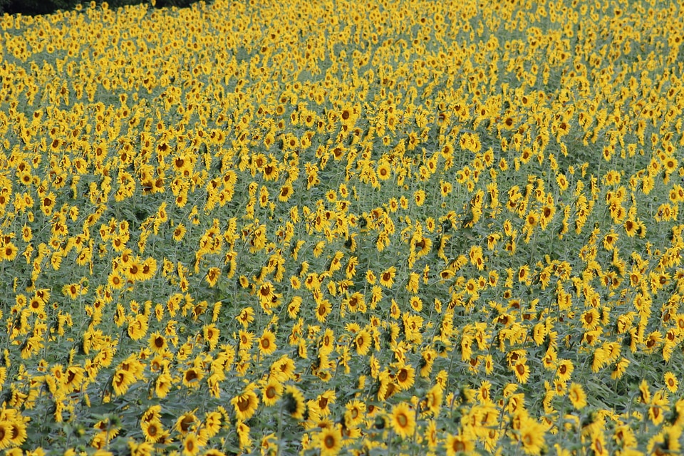 Yellow field beautiful
