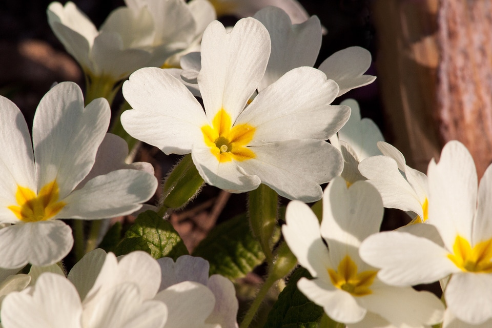 Genus primrose primrose varieties