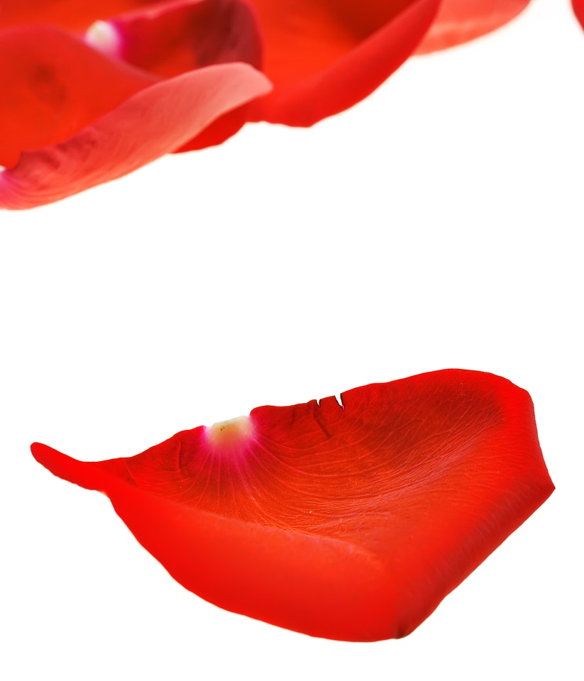 Rose petals