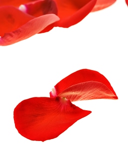 Rose petals