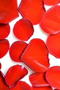 Rose petals