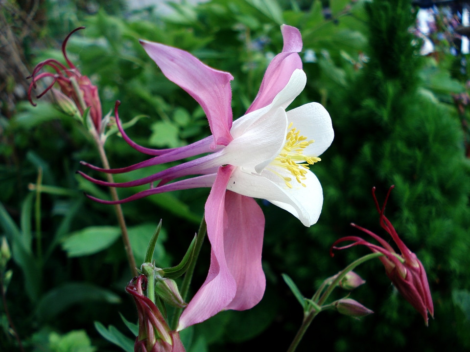 Beautiful flowers unusual flowers beautiful