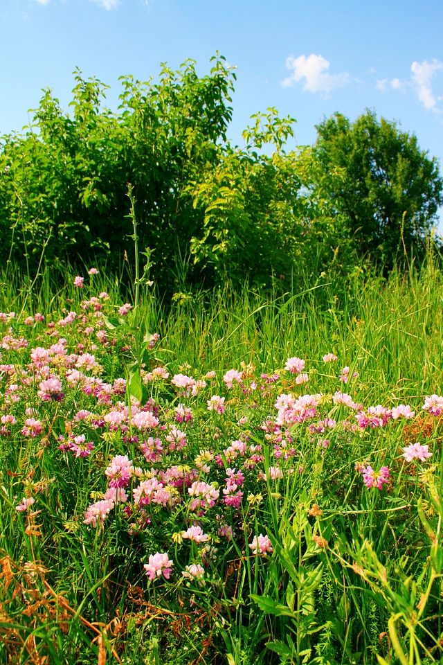 Flowers