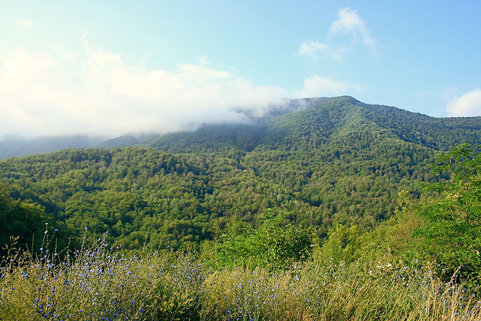 nature