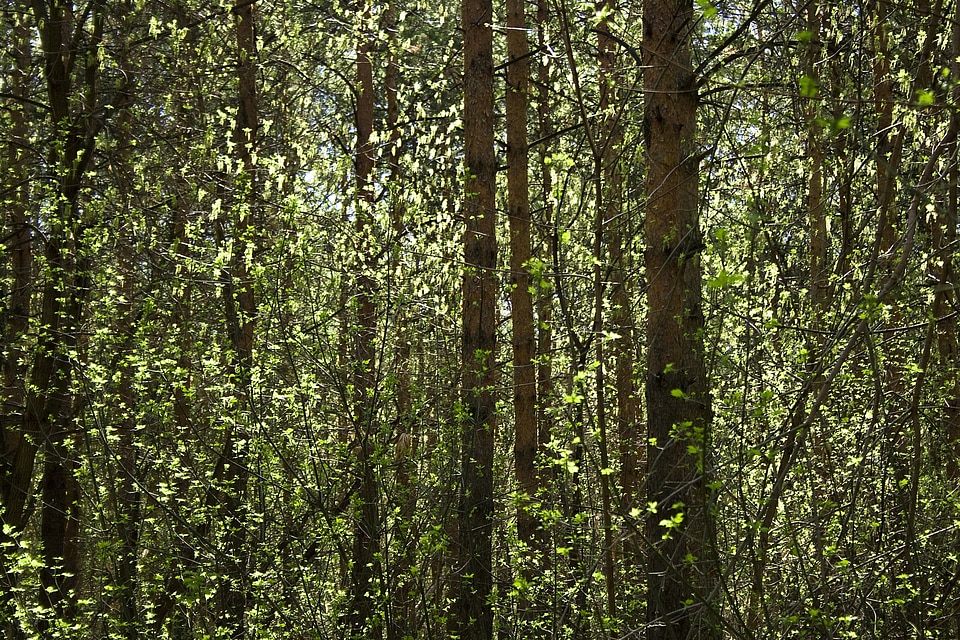 forest scene photo