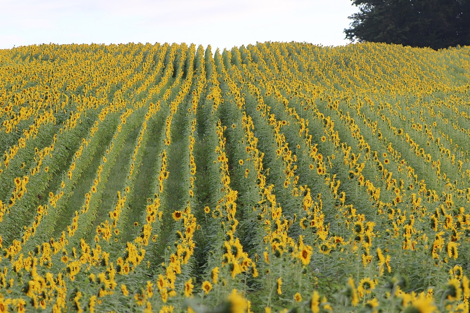 Yellow field beautiful