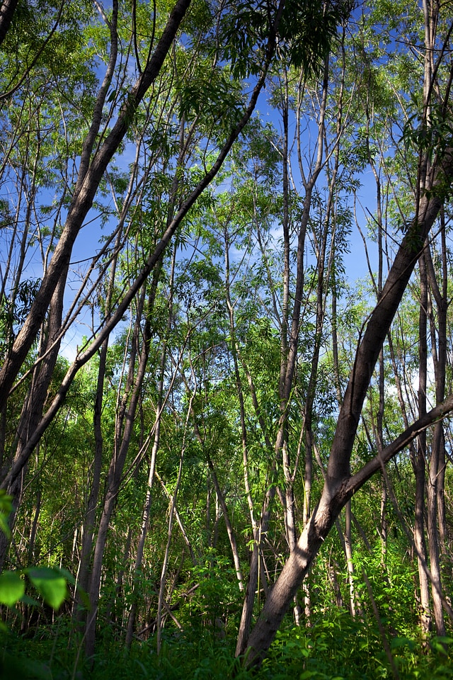 Summer forest