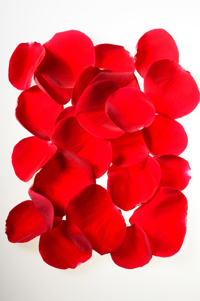 Rose petals