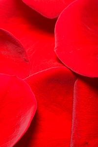 Rose petals photo