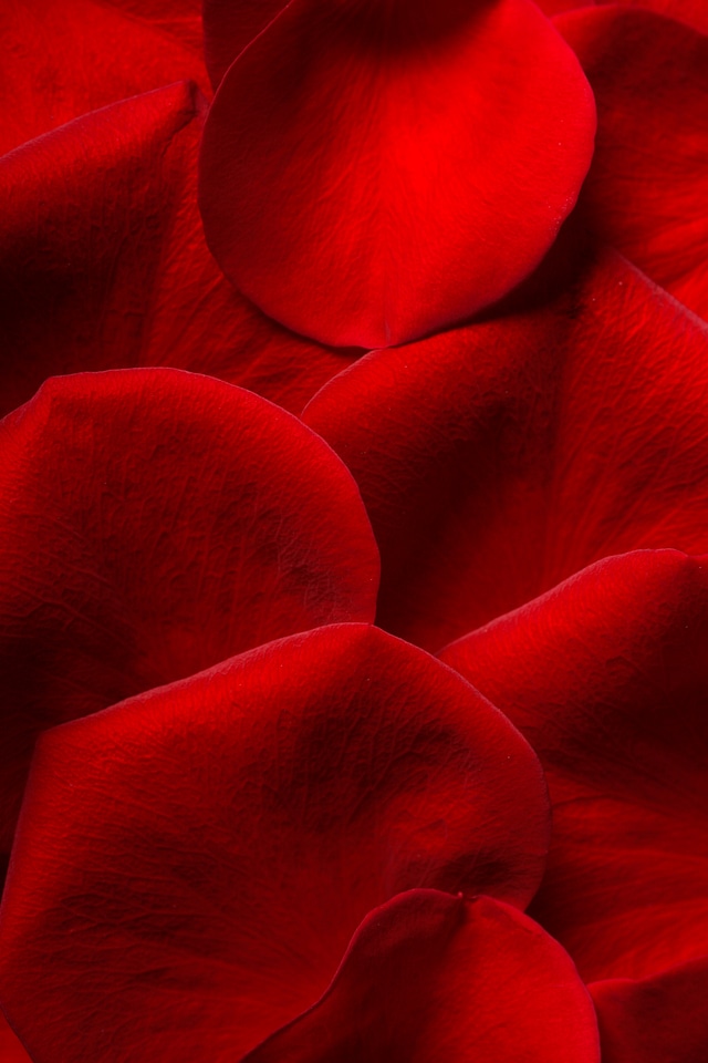 Rose petals
