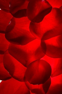 Rose petals photo