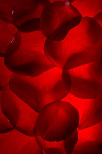 Rose petals photo