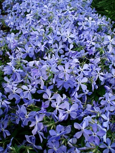 Purple flowers small flowers spider flower photo