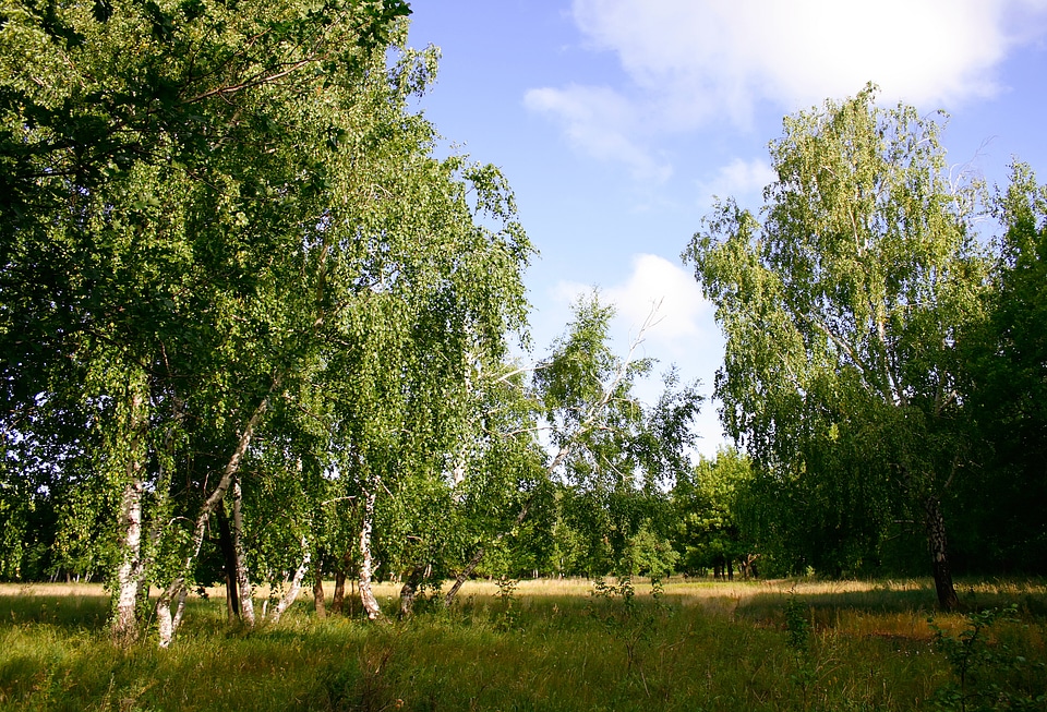 nature