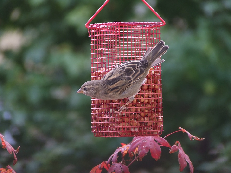 Bird claws out bird seed