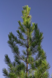 Fir tree photo