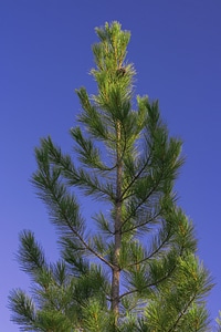 Fir tree photo