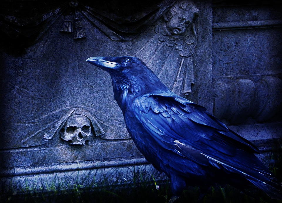 Cemetery night bird