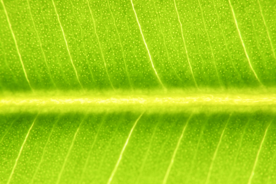 leaf