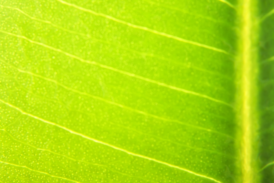 leaf