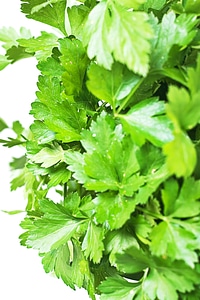 Leaves