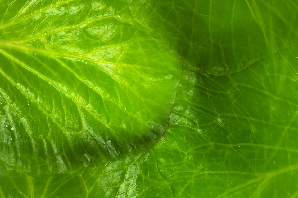 leaf