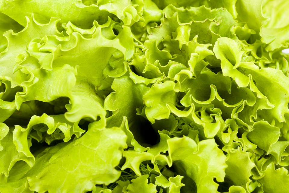 Fresh Green Lettuce