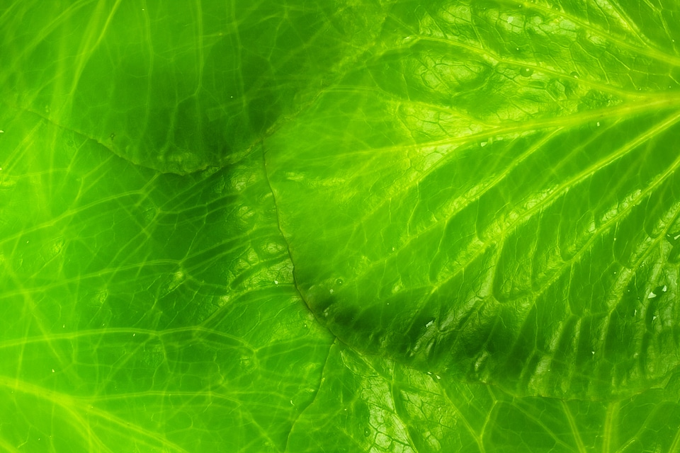 Green Background of Leaf
