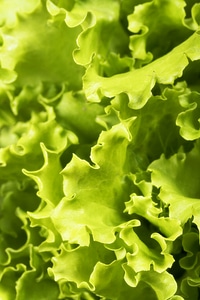 Salad leaves background