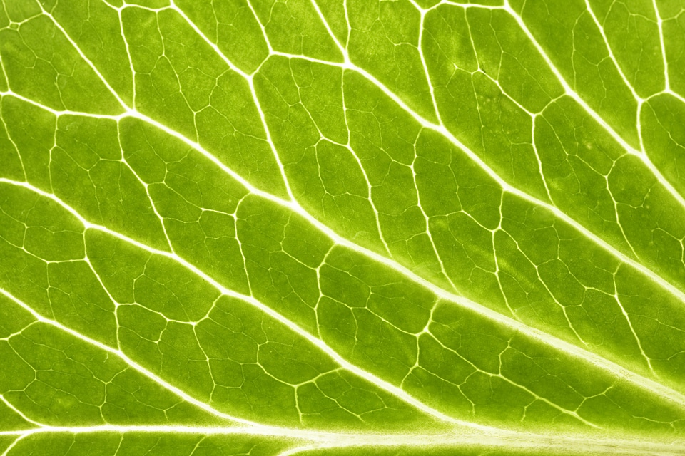 leaf