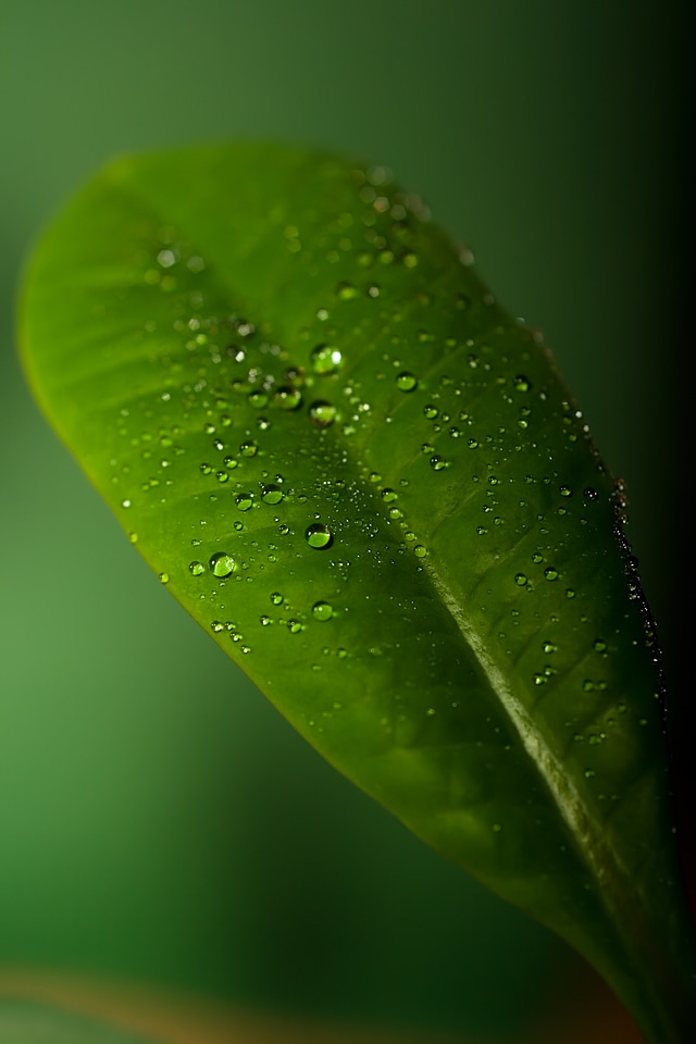 Succulent green leaf