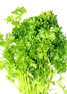 Herb leaves background