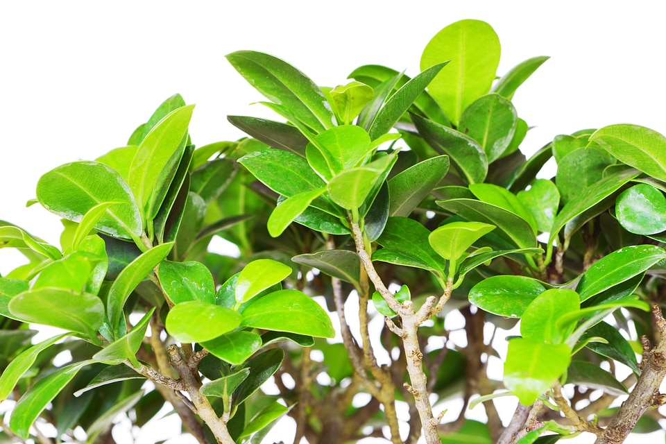leaves