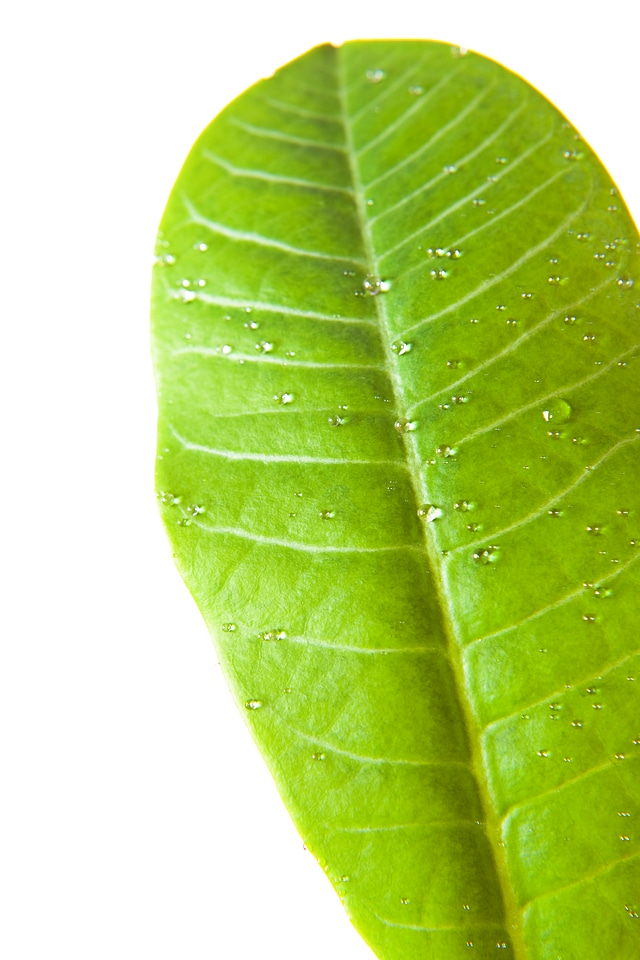 Leaf