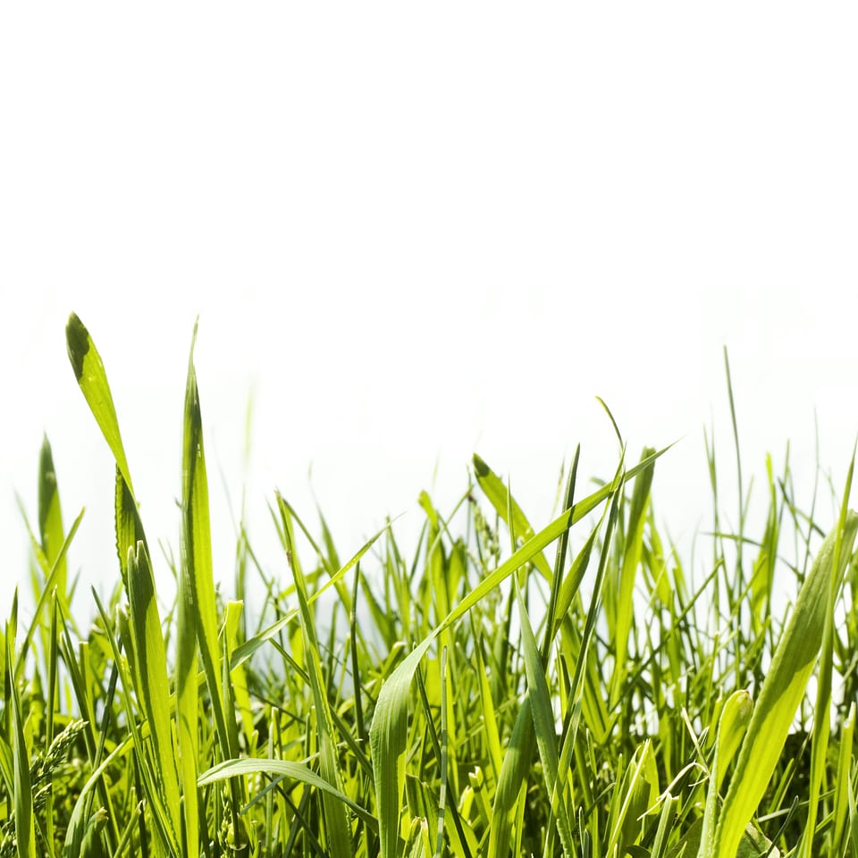 Grass photo