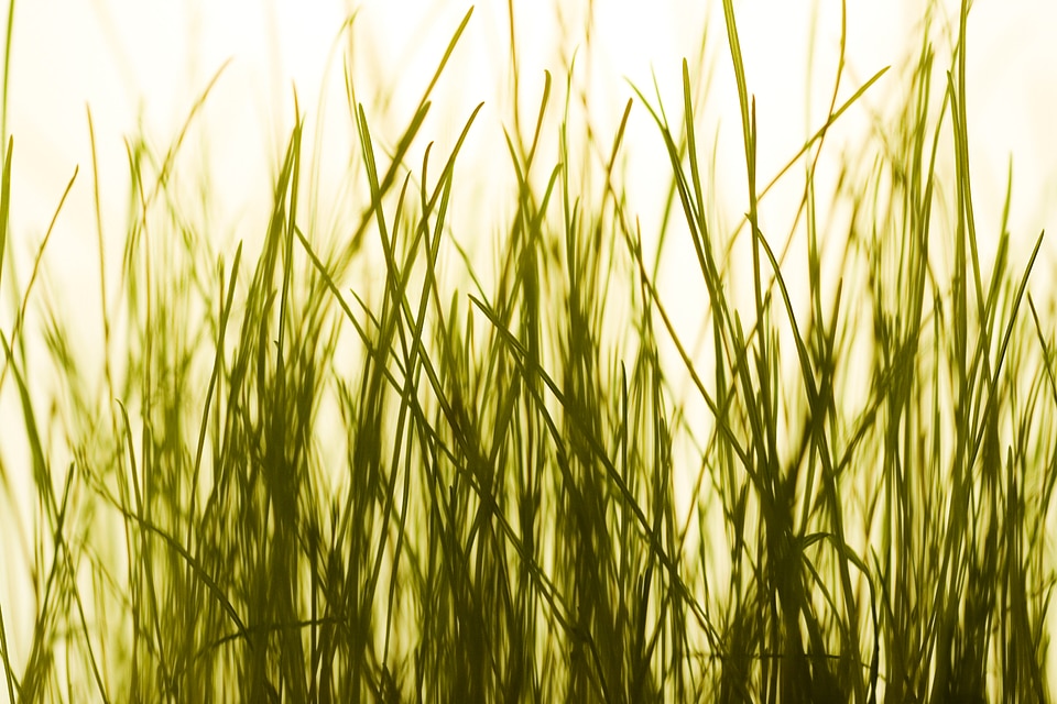 Grass